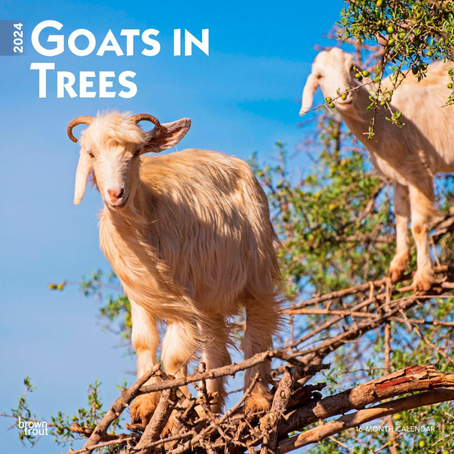 Goats in Trees