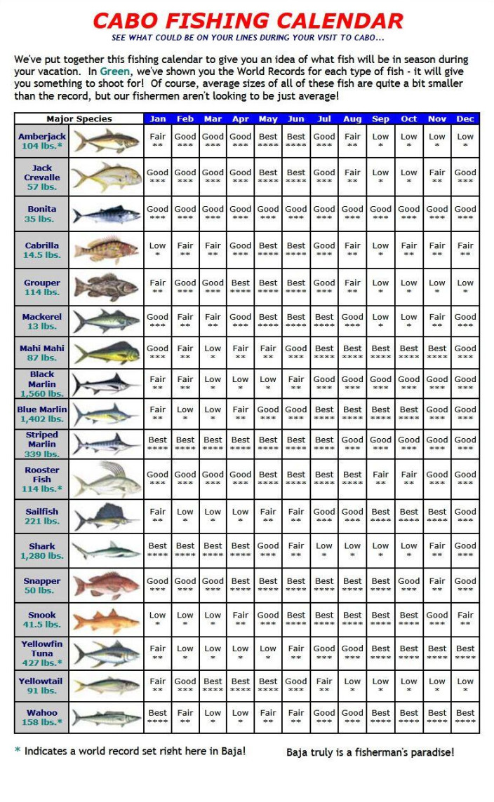 Cabo Fishing Charters - Sport Fishing Los Cabos - Cabo Discount Tours